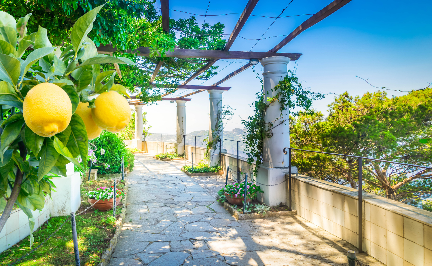 A scenic pergola walkway lined with lemon trees overlooking the Amalfi Coast with ocean views in the distance.