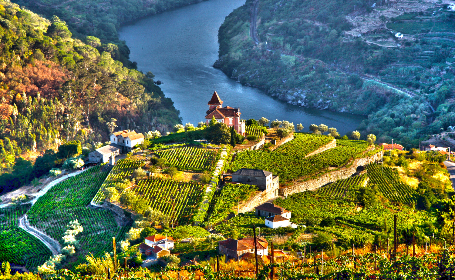 Terraced vineyards overlooking the Douro River in Portugal's UNESCO-listed wine region