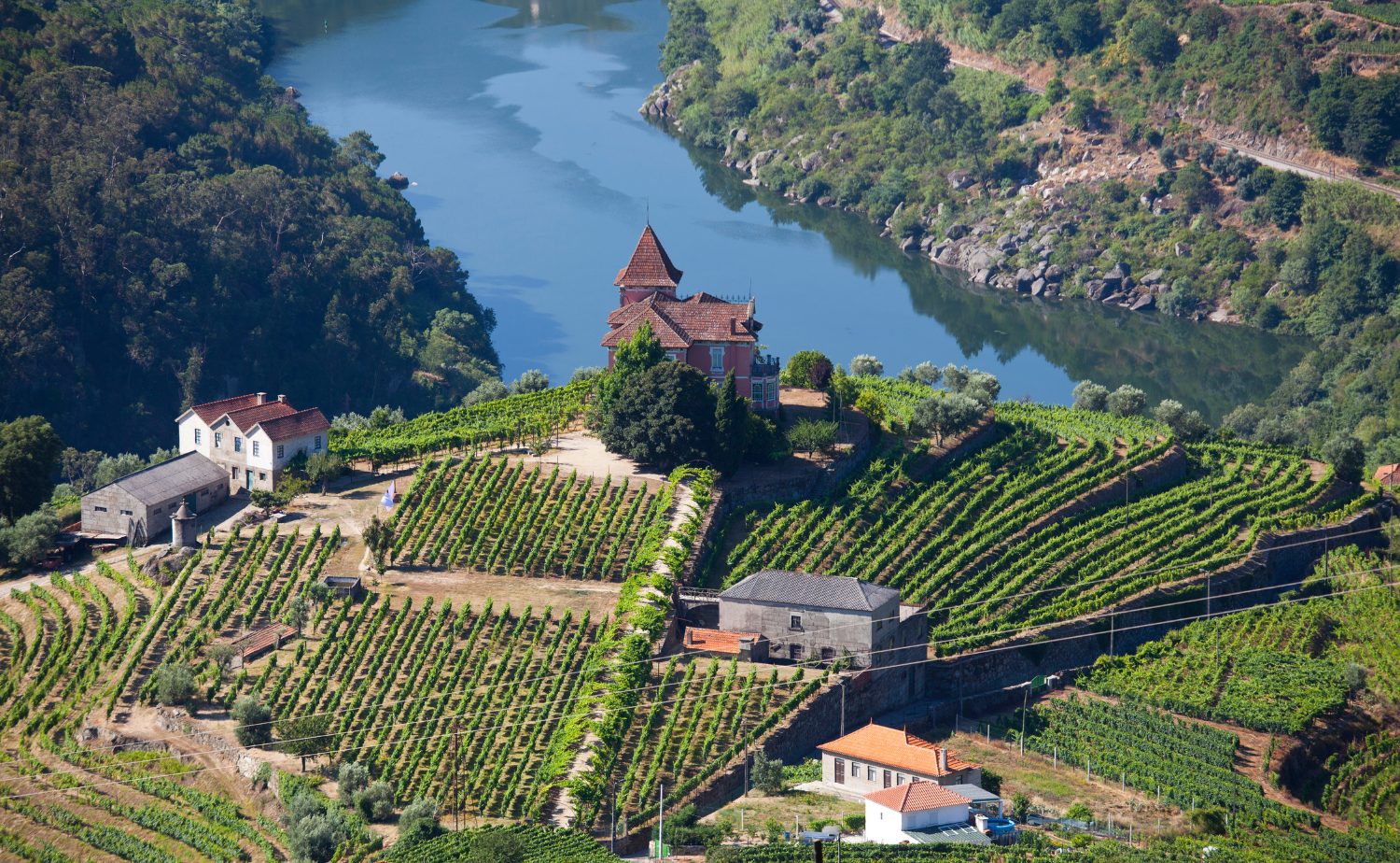 Terraced vineyards overlooking the Douro River in Portugal's famous wine region.