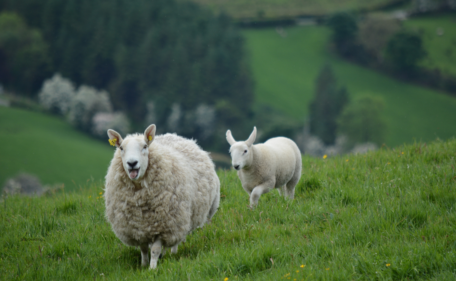 Sheep and lamb grazing in the green hills of the Irish countryside