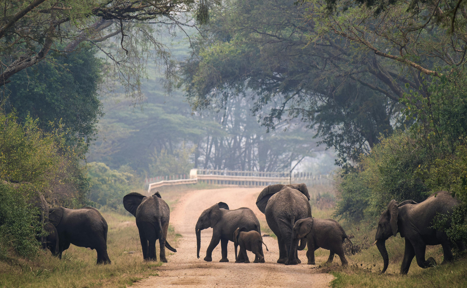 Herd of African elephants crossing a dirt road surrounded by trees during a safari.