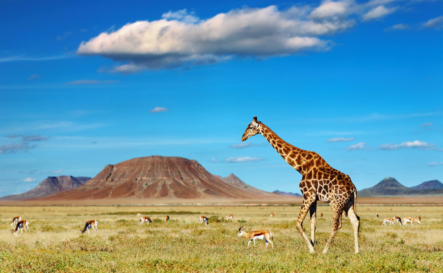 Giraffe walking across an open African savanna with mountains and grazing wildlife in the distance.
