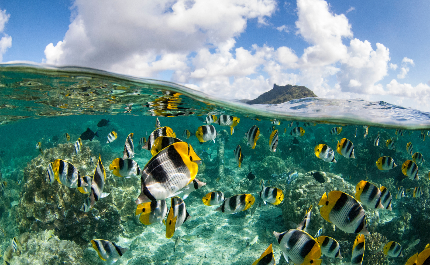 Tropical fish swimming above a coral reef in the clear waters of French Polynesia.