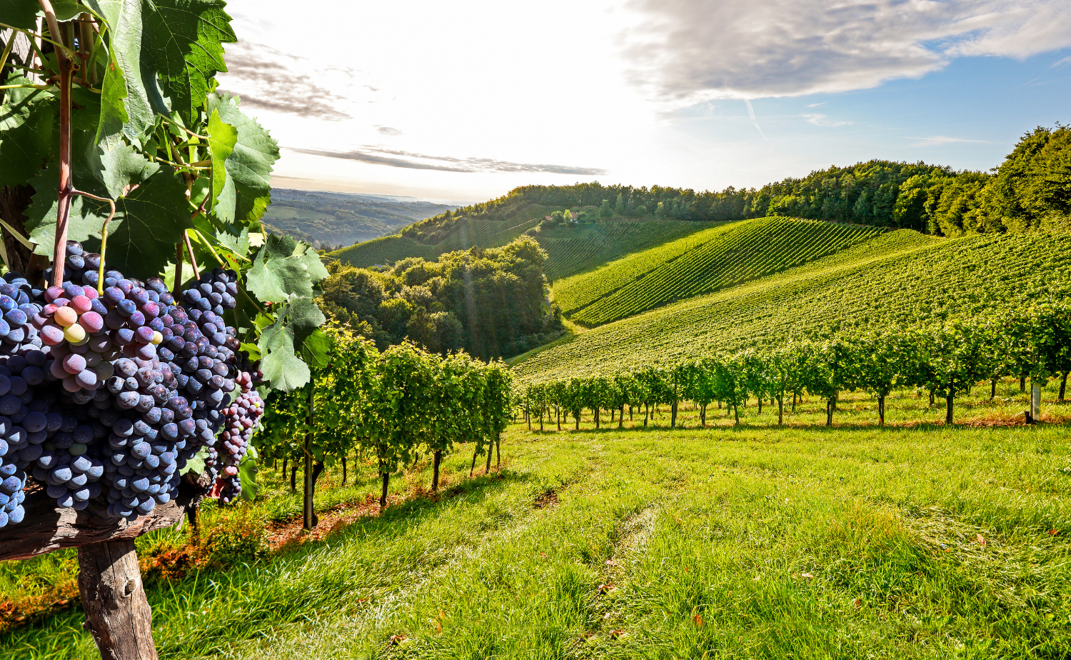 Rolling vineyards surrounding a boutique winery in Tuscany, Italy during golden hour.