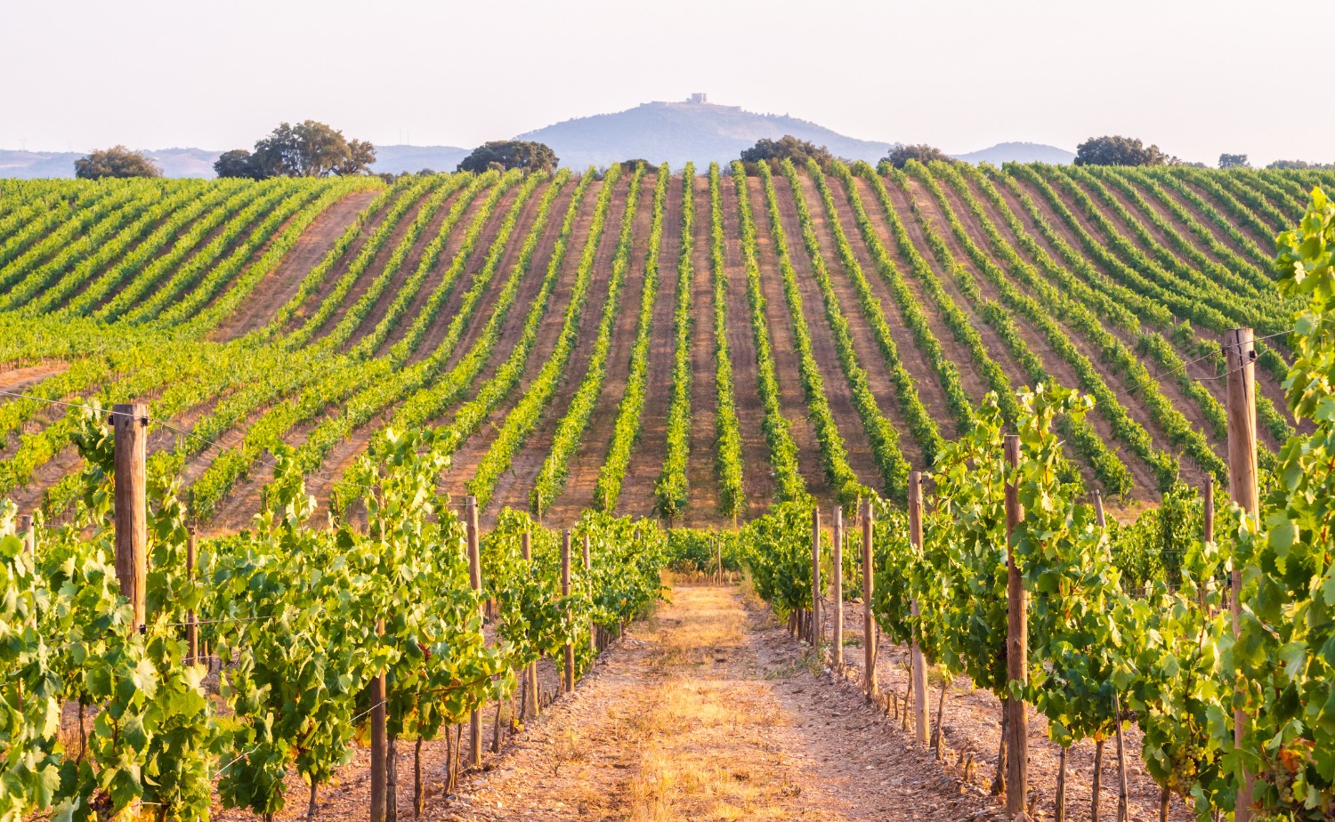 Rolling vineyards in Portugal's Alentejo region, known for scenic countryside, exceptional wines, and charming villages.