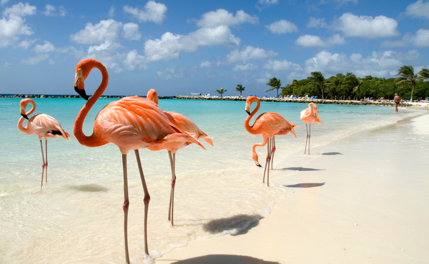 Flamingos standing in shallow turquoise water along a white sand beach in Aruba.