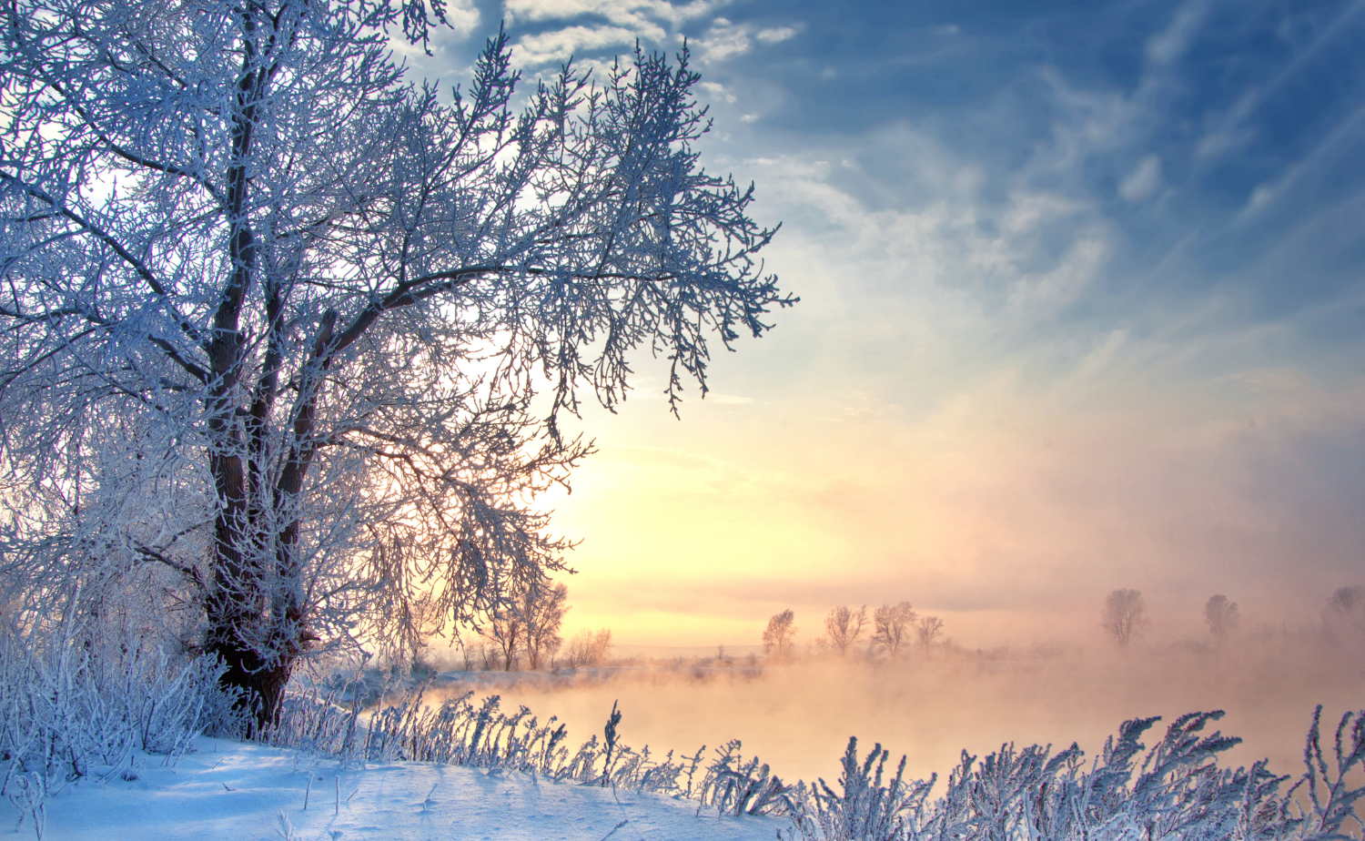 A quiet winter landscape with frosted trees and soft morning light over a snowy field, reflecting calm holiday travel moments