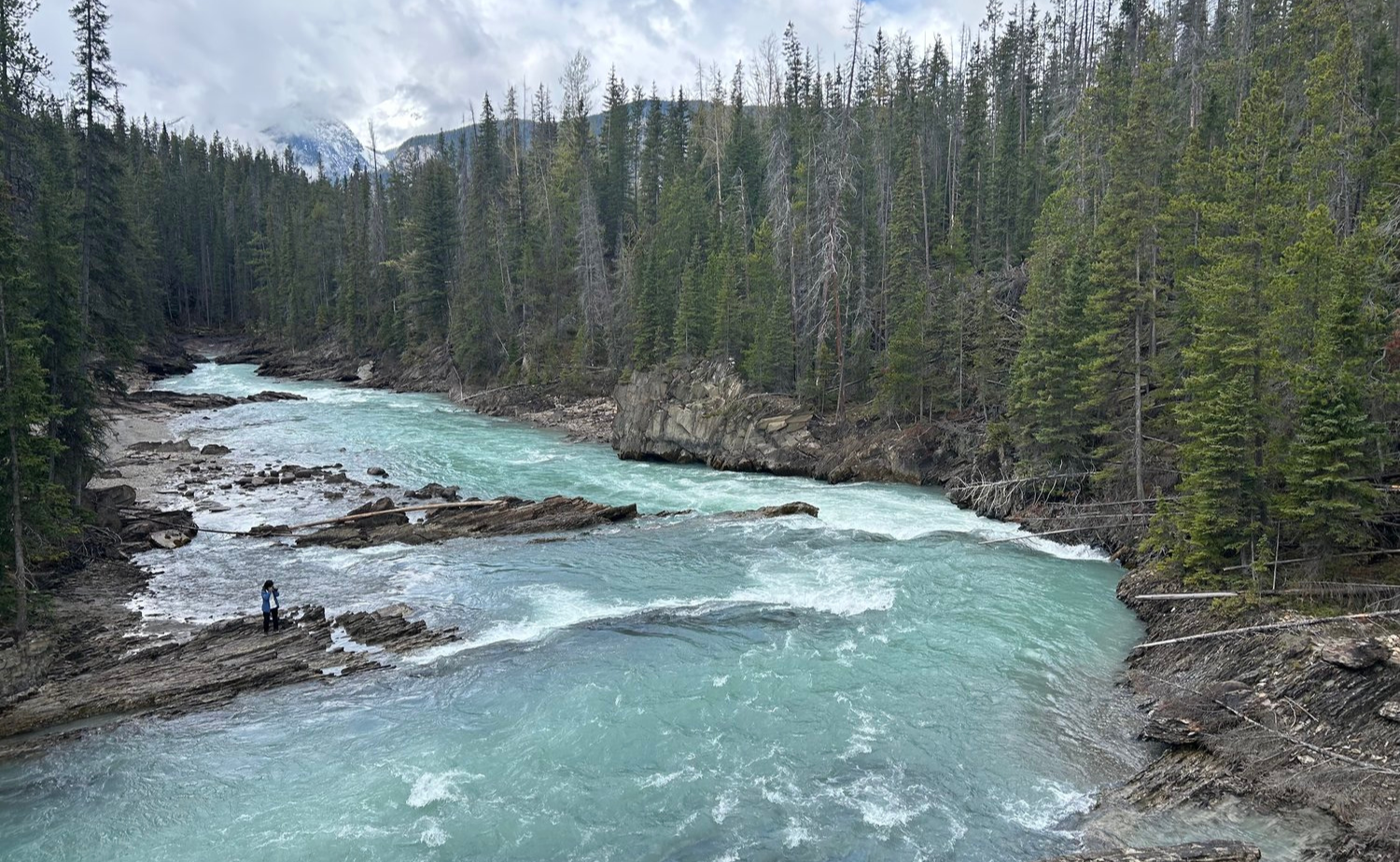 Rushing turquoise water flowing through the rocky terrain of Kicking Horse River surrounded by pine forest.