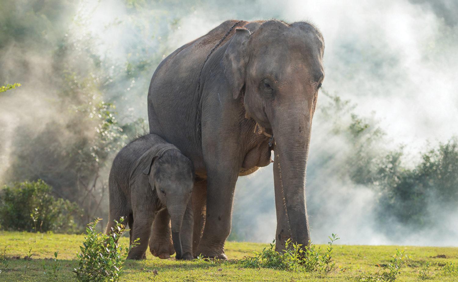 Adult elephant and calf in Thailand, one of the destinations travelers can experience with Adventures by Disney.
