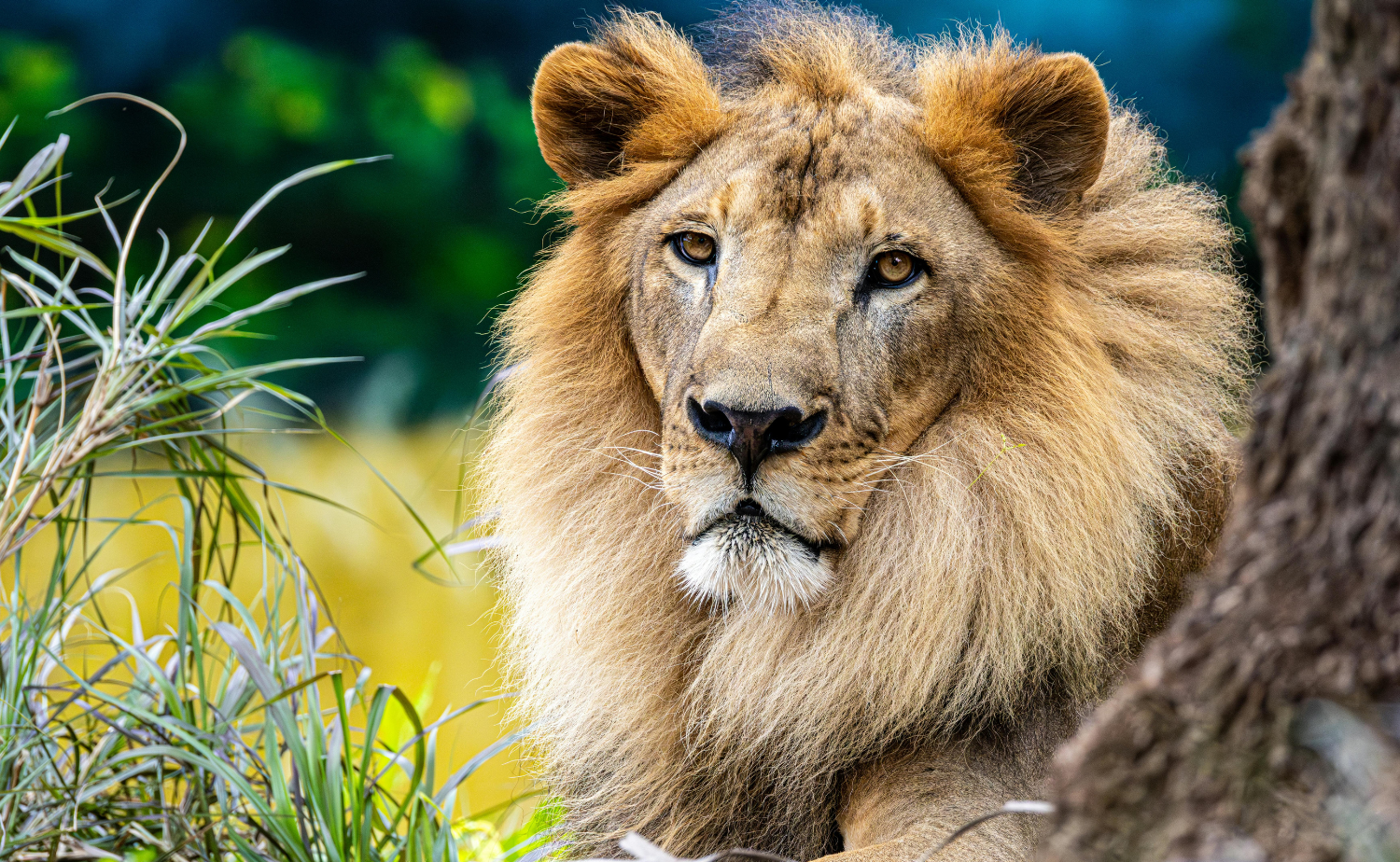 Close-up of a male African lion beside a tree during a wildlife safari.