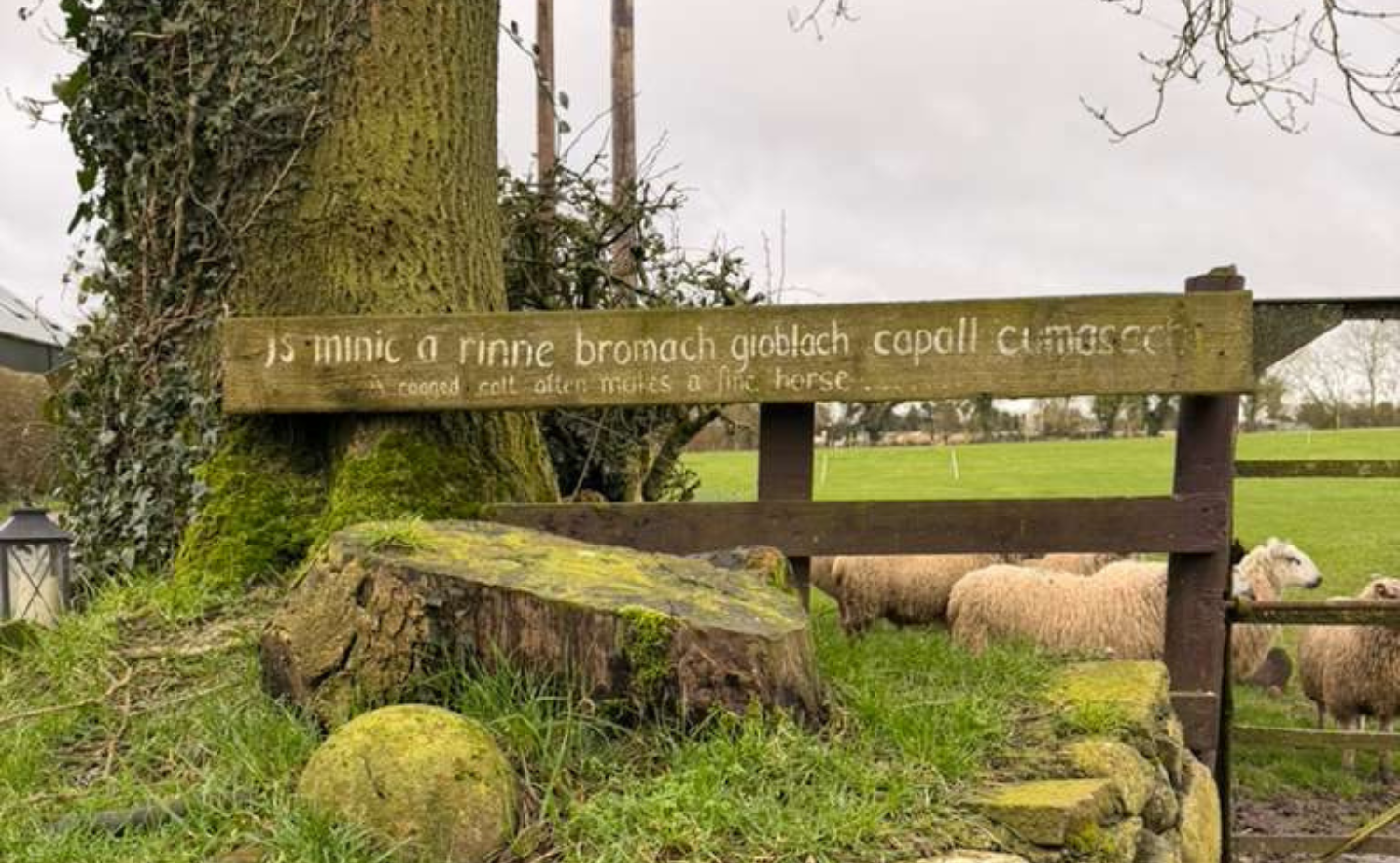Moss-covered wooden sign with an Irish Gaelic proverb beside a tree and stone wall, overlooking sheep grazing in a green countryside field in Ireland.