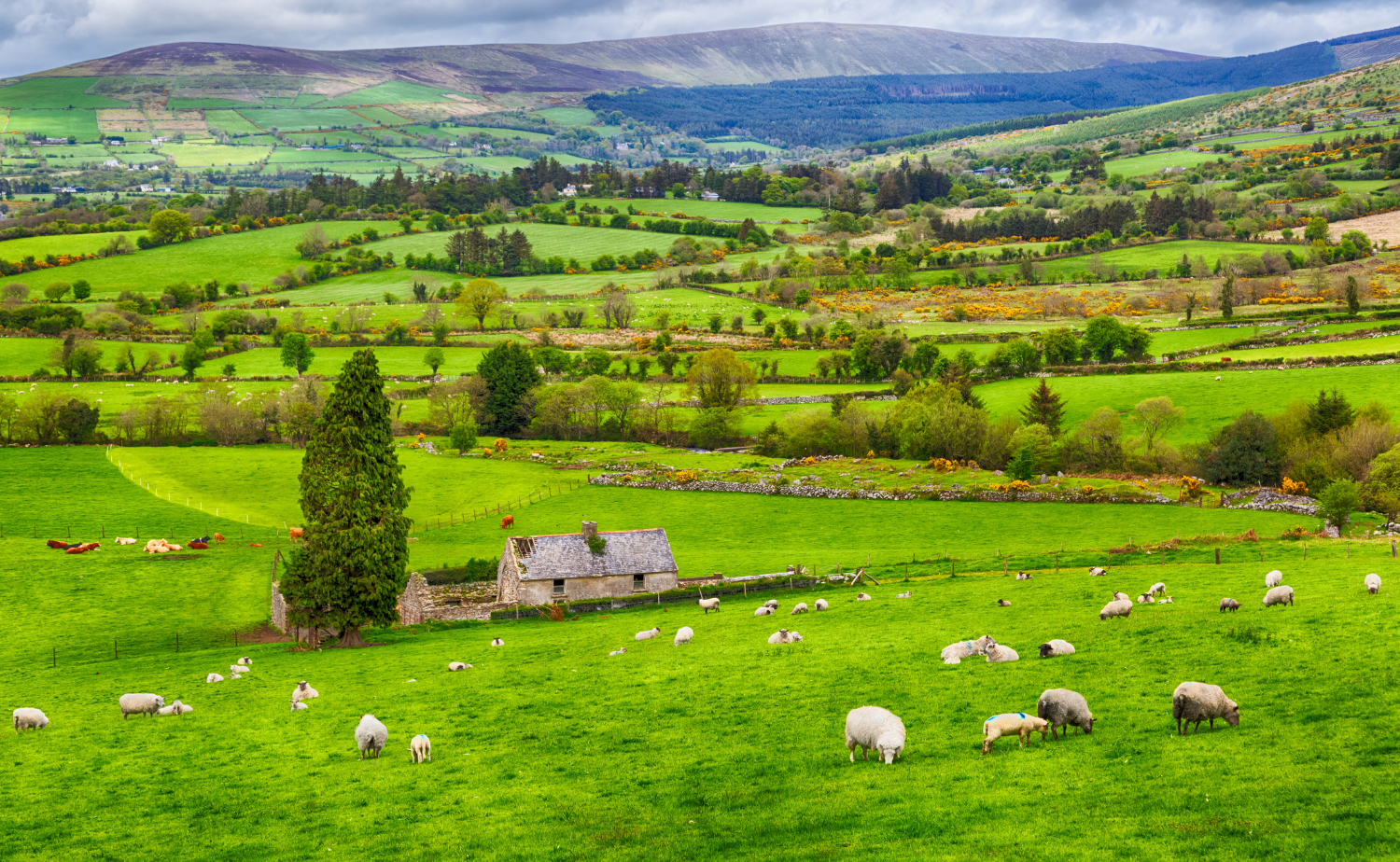 Sheep grazing in vibrant green fields with mountains in the distance