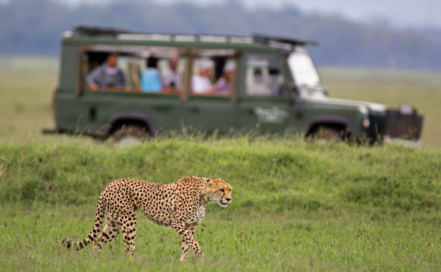 A cheetah walking across the African savanna while travelers observe from a safari vehicle in the background.