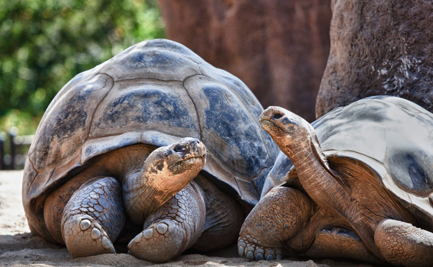 Two Galápagos giant tortoises resting together beneath trees on the islands.