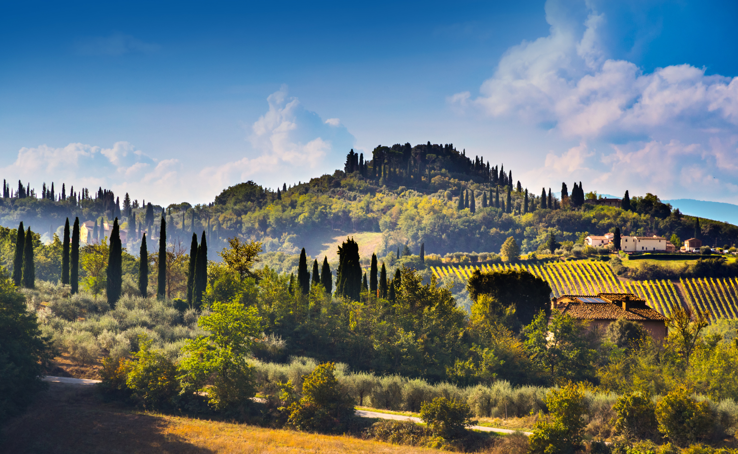 Rolling hills of Tuscany with vineyards, cypress trees, and countryside homes under a bright blue sky.