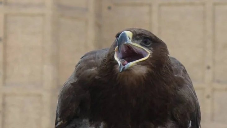 A photo of a golden eagle looking excited.