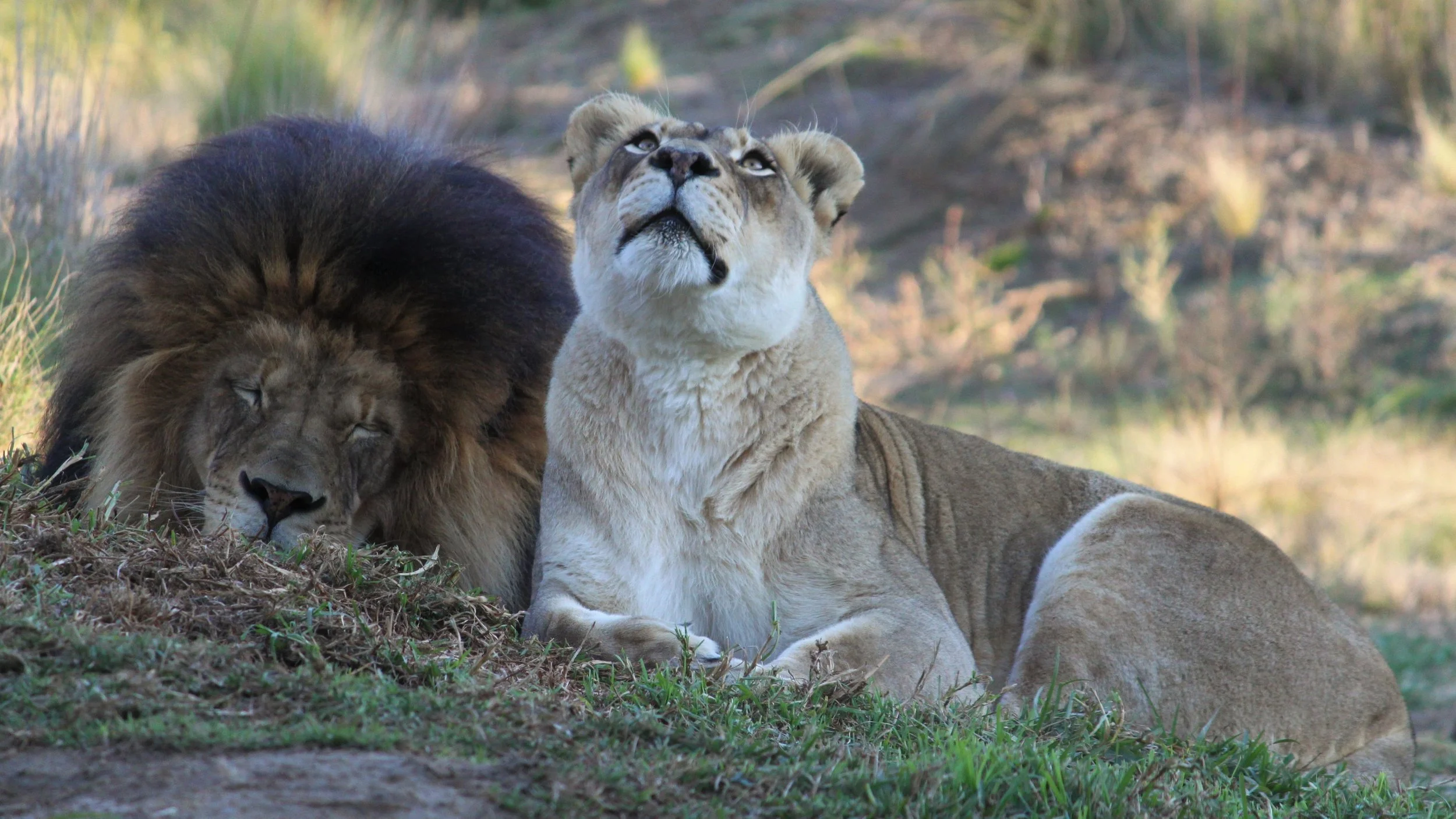 On Recommending a TMS to Management