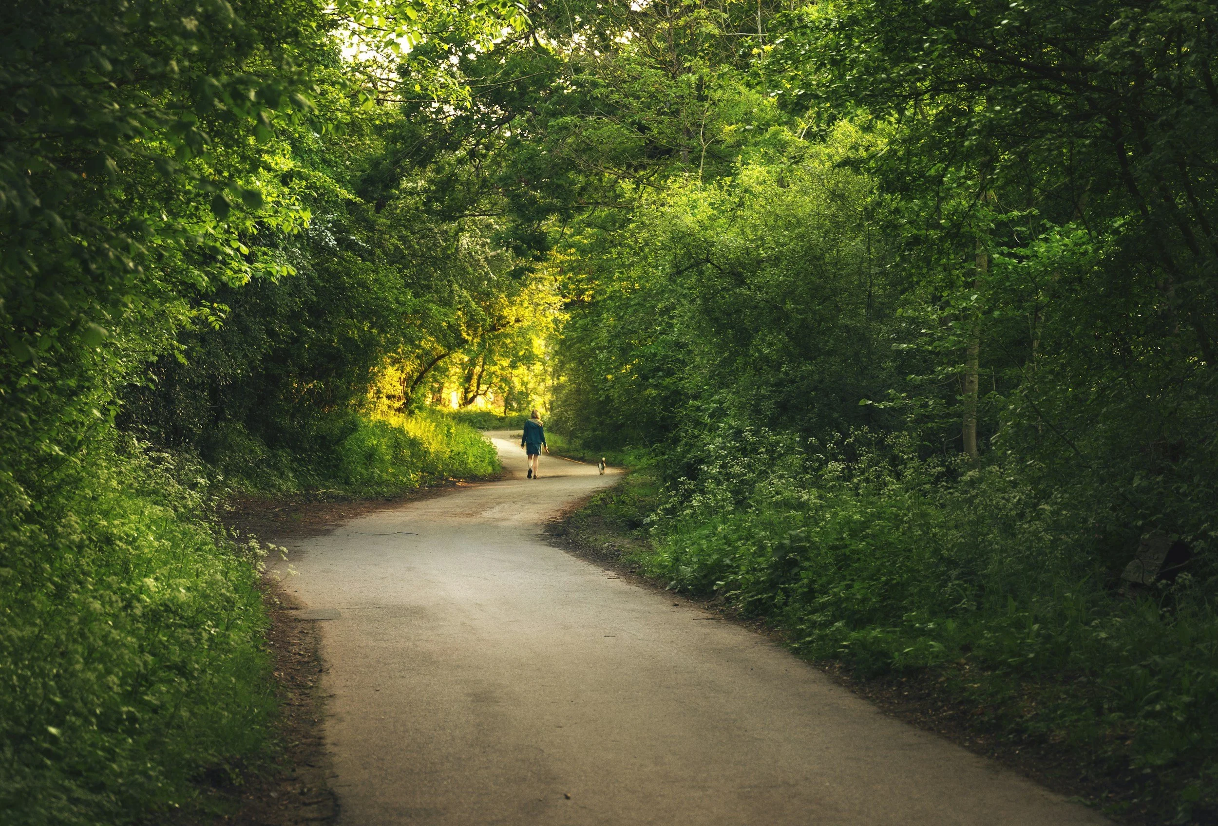 A person walking a dog on a winding path surrounded by lush green trees in a forest.