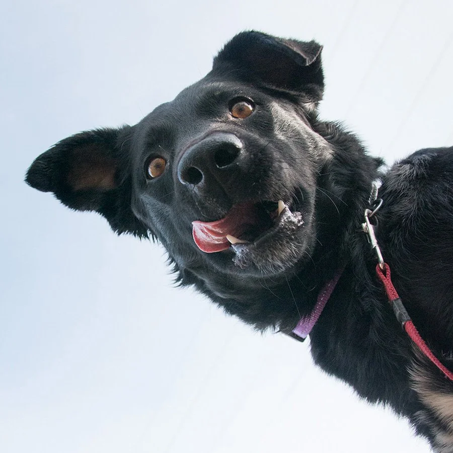Black Dog Licking Lips.jpg