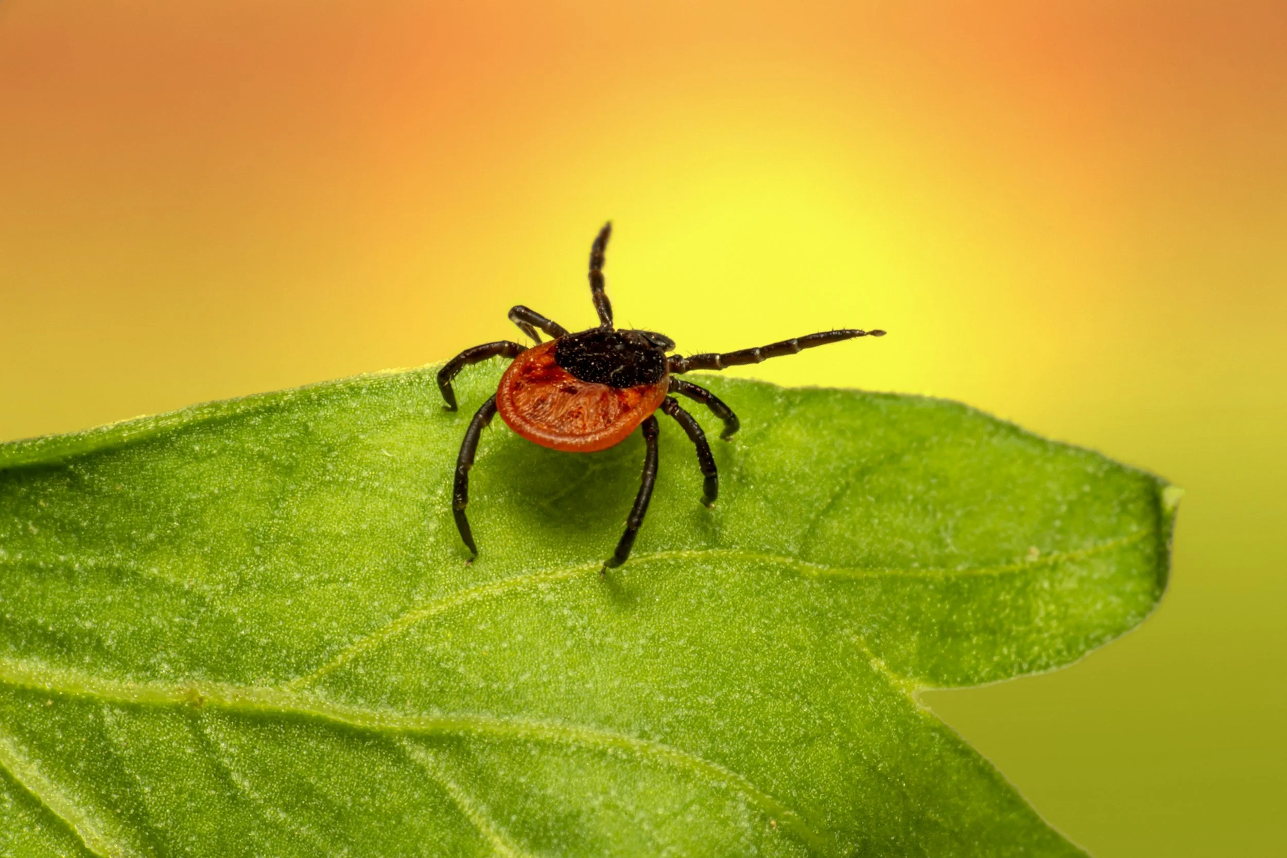 Lyme & Tick Diseases