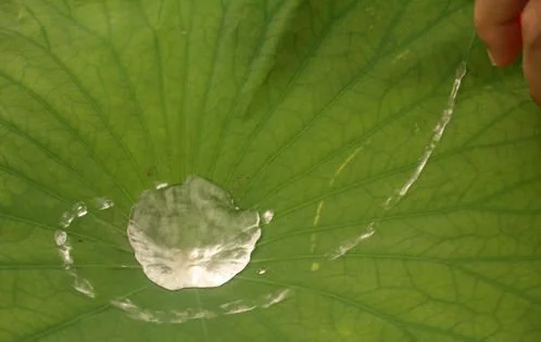 What Is The Lotus Effect and A Hydrophobic Surface?