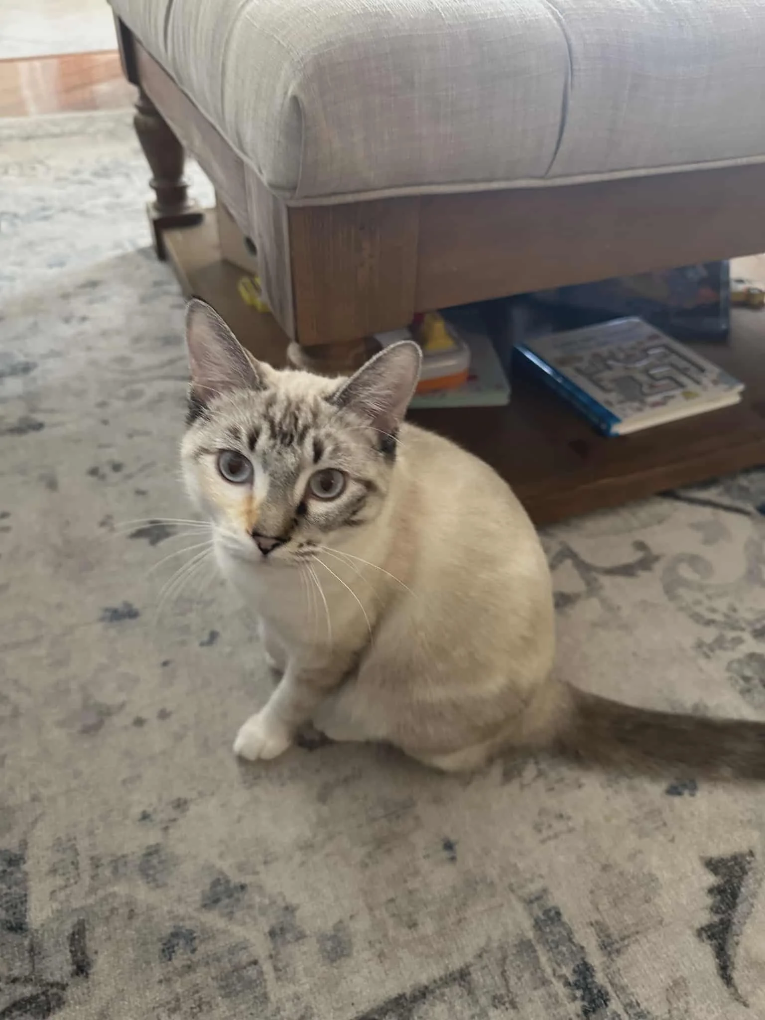 Pink is a beautiful 7 month old girl who is looking for her forever home! 