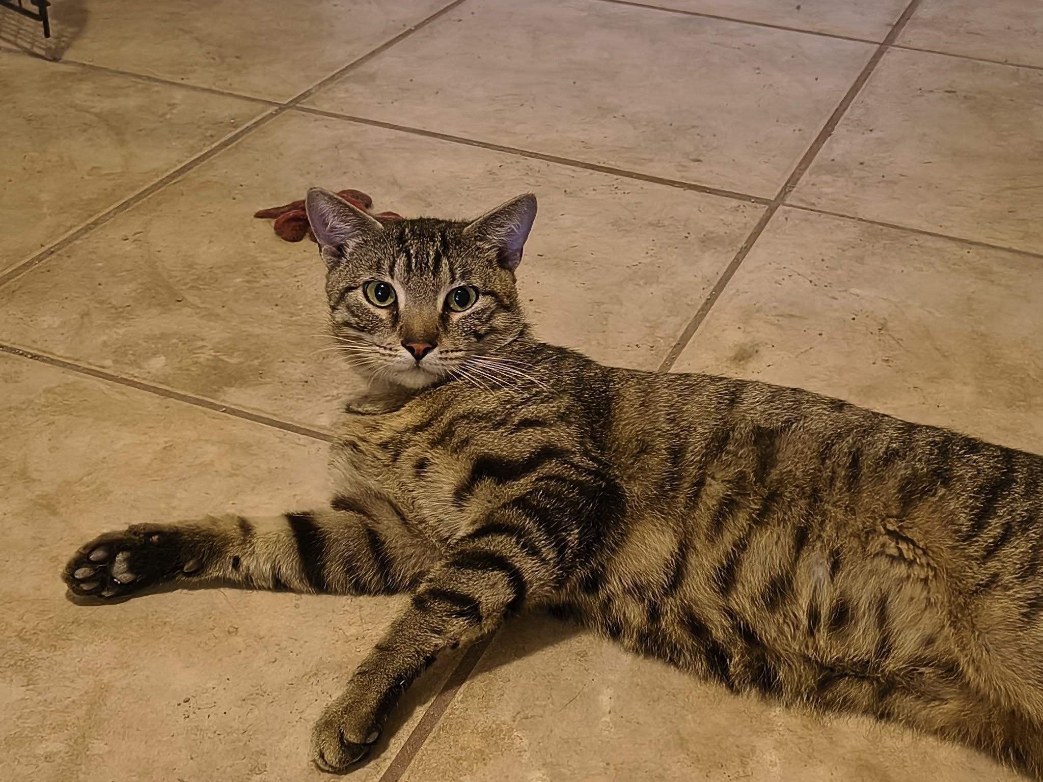 Potsie is a handsome, sweet, and beefy 1 year old guy. He would love a home of his own to lounge around! 