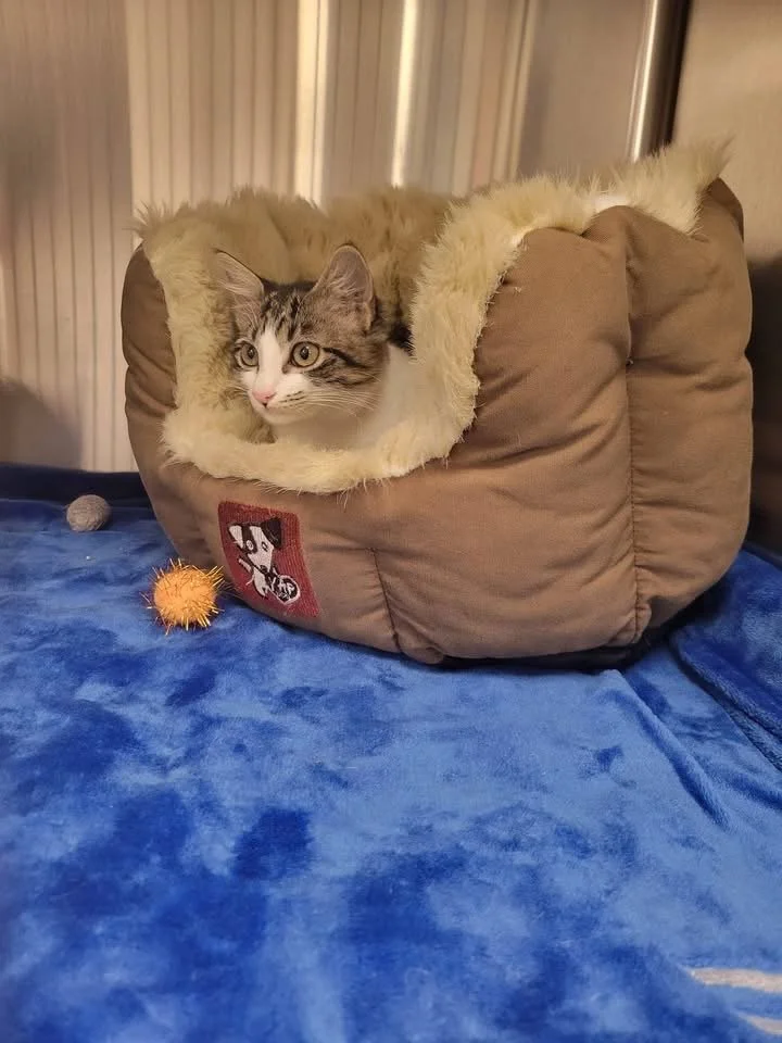 Nolita Bean is a 5 month old tabby and white girl who is extremely playful and loving! Gets along great with cats, dogs, and humans! 