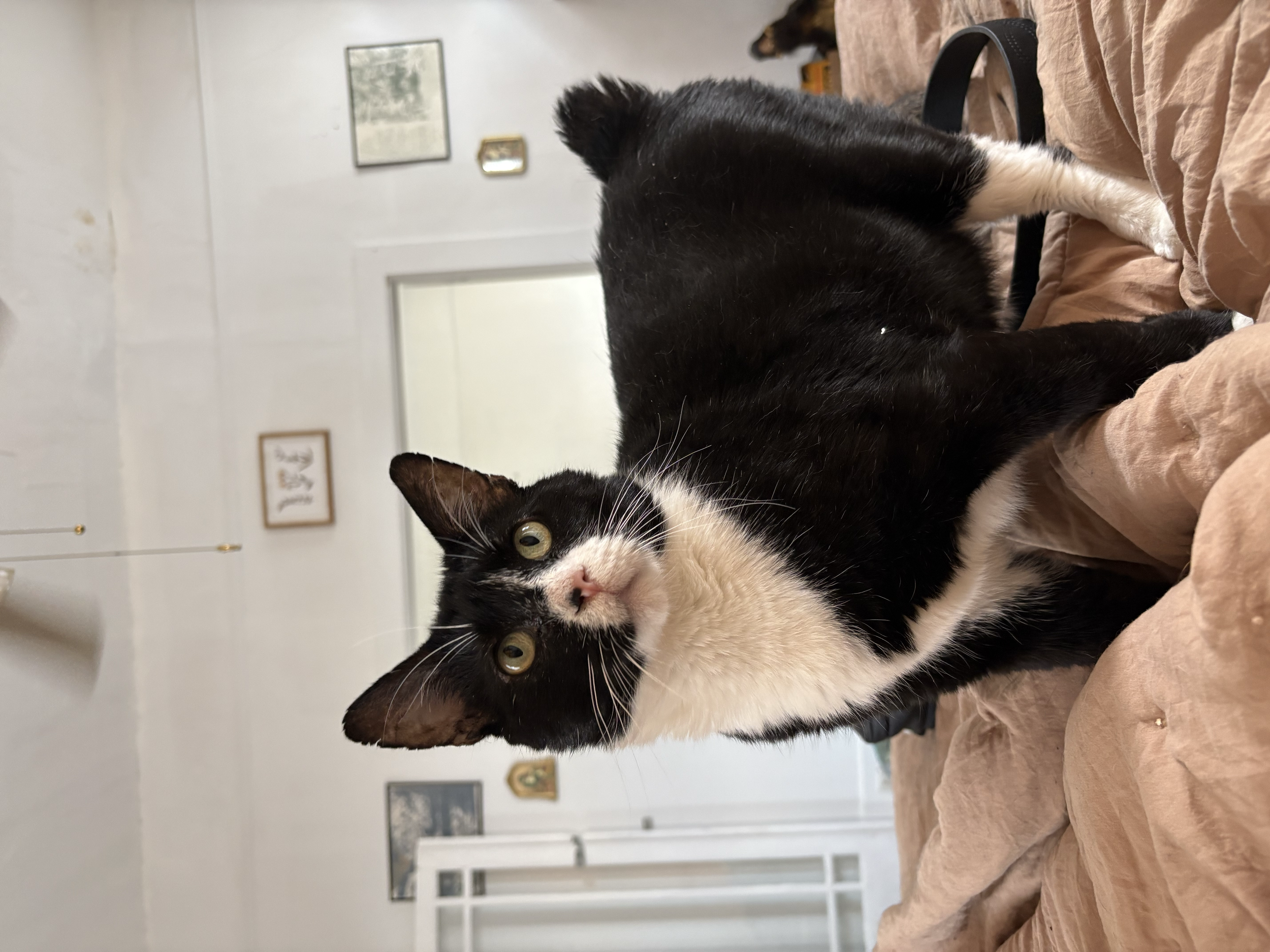 Mushu is a very handsome chunky boy who is FIV and Heartworm Positive but is non-symptomatic so he lives a perfectly happy life! He would love a home of his own! 