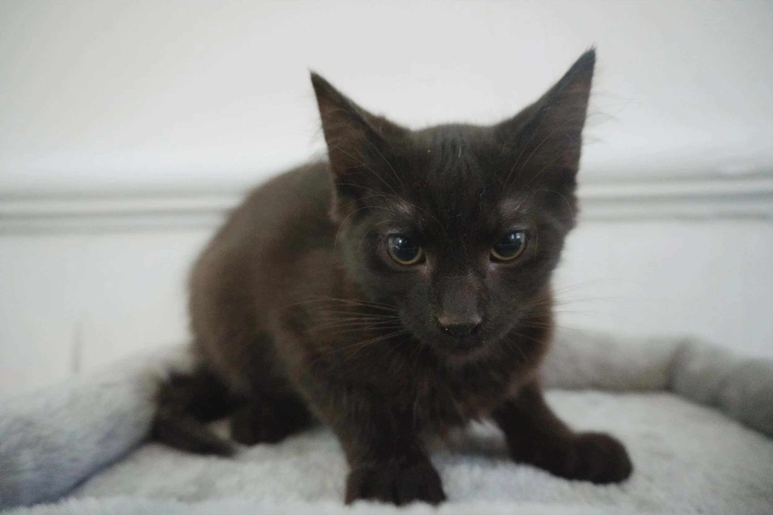 Prince of Darkness is a sweet and affectionate four and a half month old male who is going to be a medium-long haired boy. He is ready for his forever home! 