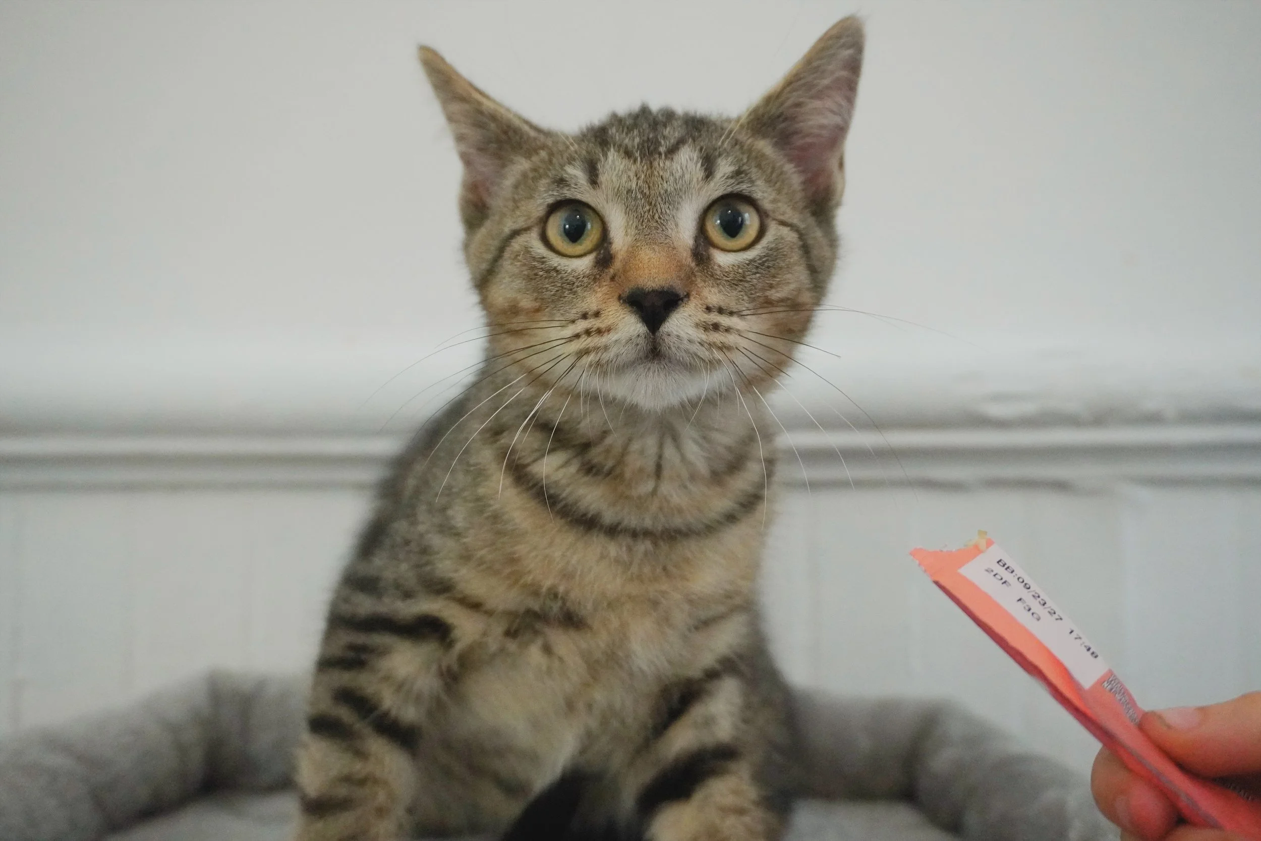 Greasy Bolt Ben is an incredibly handsome and playful four and a half month old male. He has so much energy to play and love to give! 
