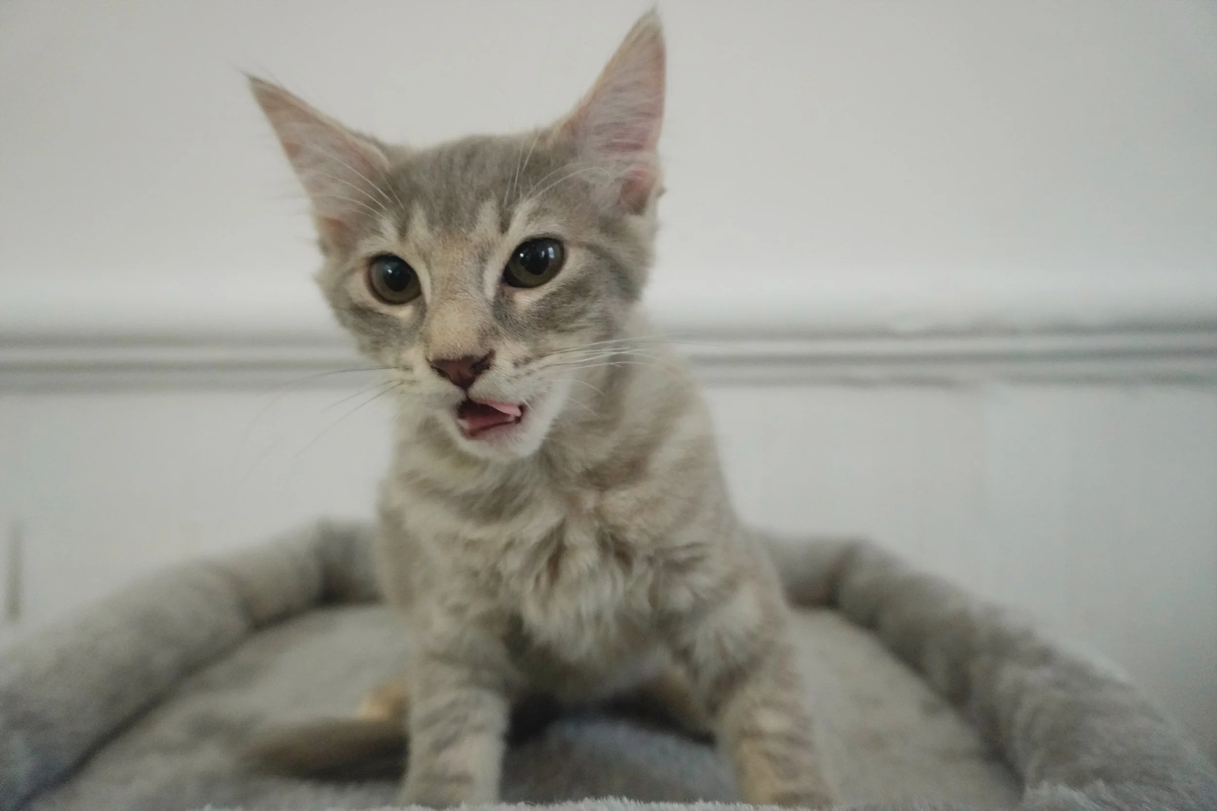 Forbidden Applesauce Phoebe is a VERY affectionate four and a half month old silver tabby female. This sweet girl is going to be a medium-long haired kitty and is ready to find a home of her own! 