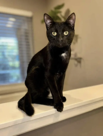 Churri is an 8-month-old sweetheart with a story that began long before he ever opened his eyes. Found as a tiny neonate and lovingly bottle-fed around the clock, he grew up knowing people as his first family—and it shows. This boy is affectionate, c