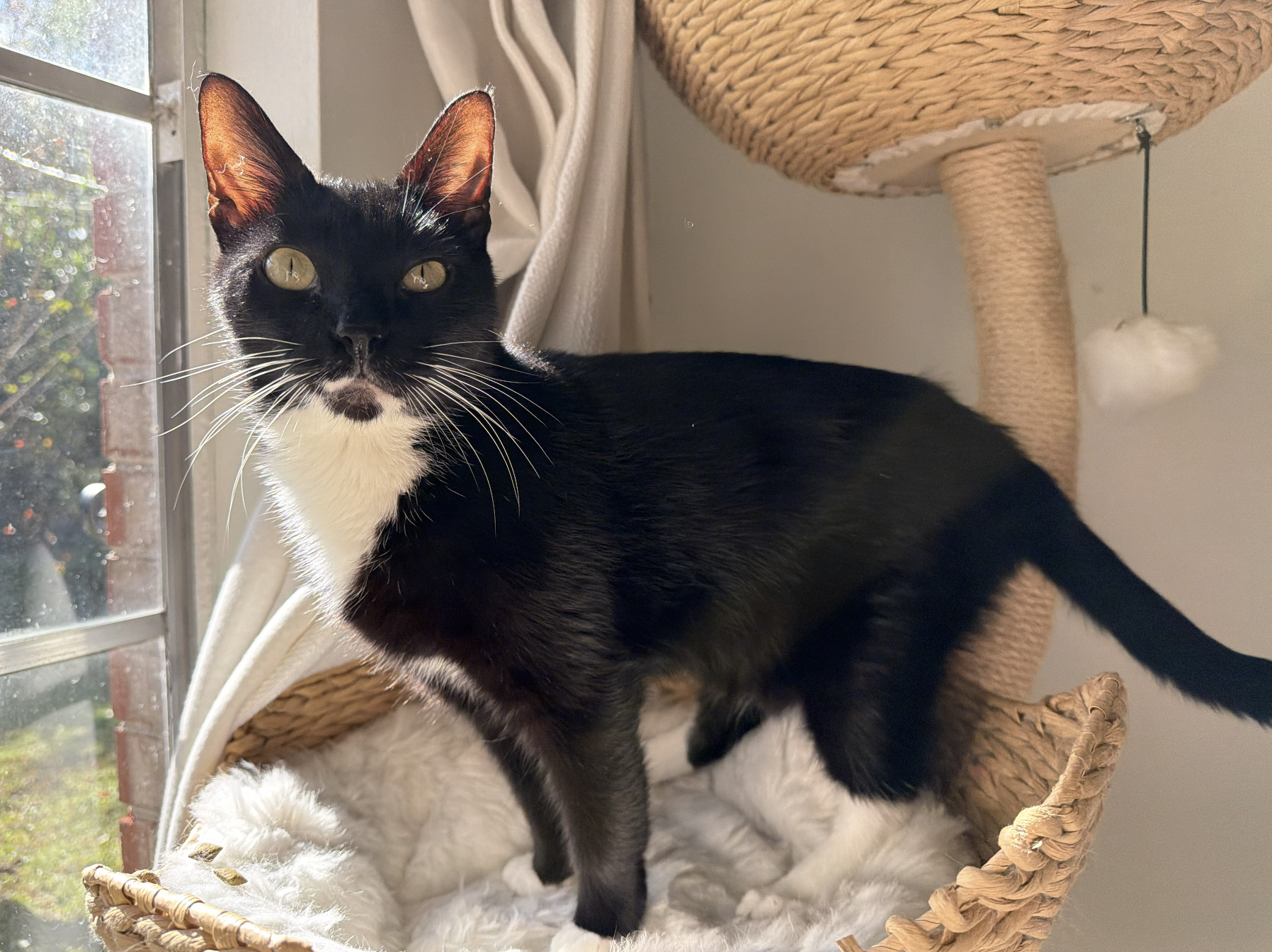 Goatee is a very HANDSOME and affectionate 2 year old guy who is looking to complete your family! He gets along great with everyone and has such a sophisticated demeanor (and mustache!). 