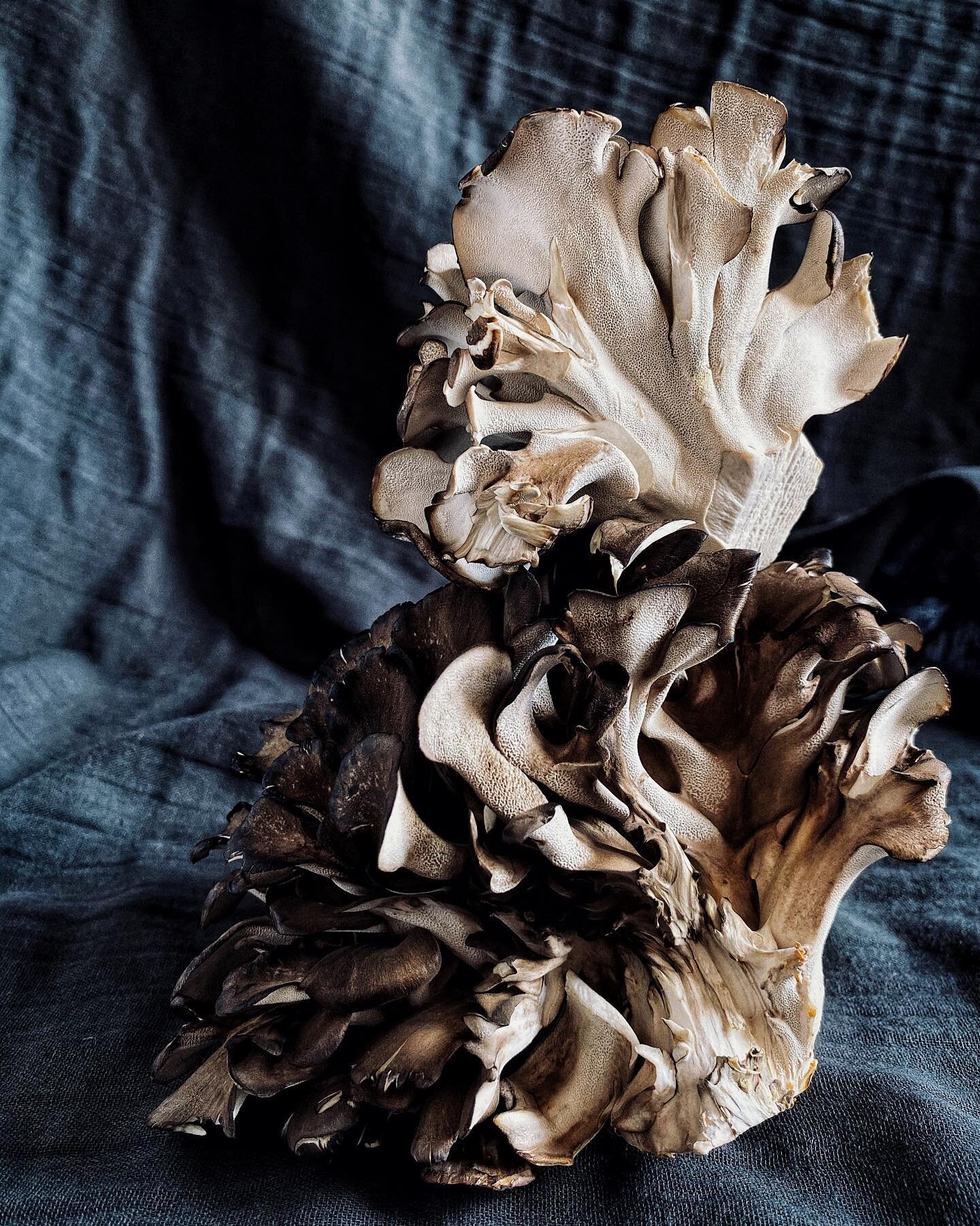 ✨Magical Maitakes✨ We&rsquo;re loving these gorgeous Hen of the Woods mushrooms - so excited to have them as part of our new dinner!!! 

(Link in bio for alll the Taco Night details 👀👆)