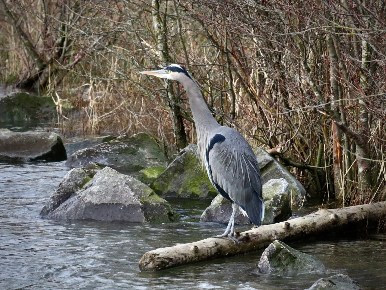 Great Blue Heron