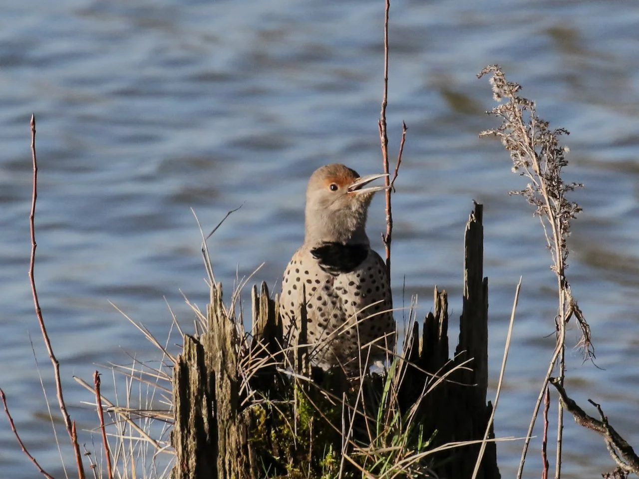 Northen Flicker.jpeg