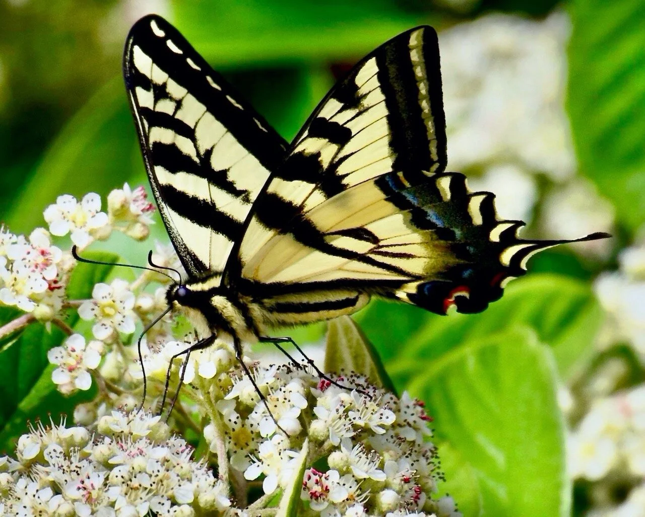 Living art display on butterfly's wings. Who is the artist? Click for lightbox.