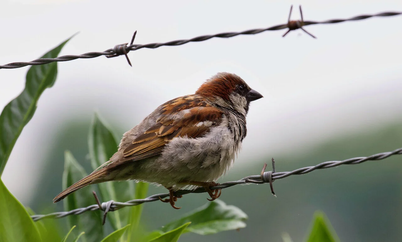 House Sparrow