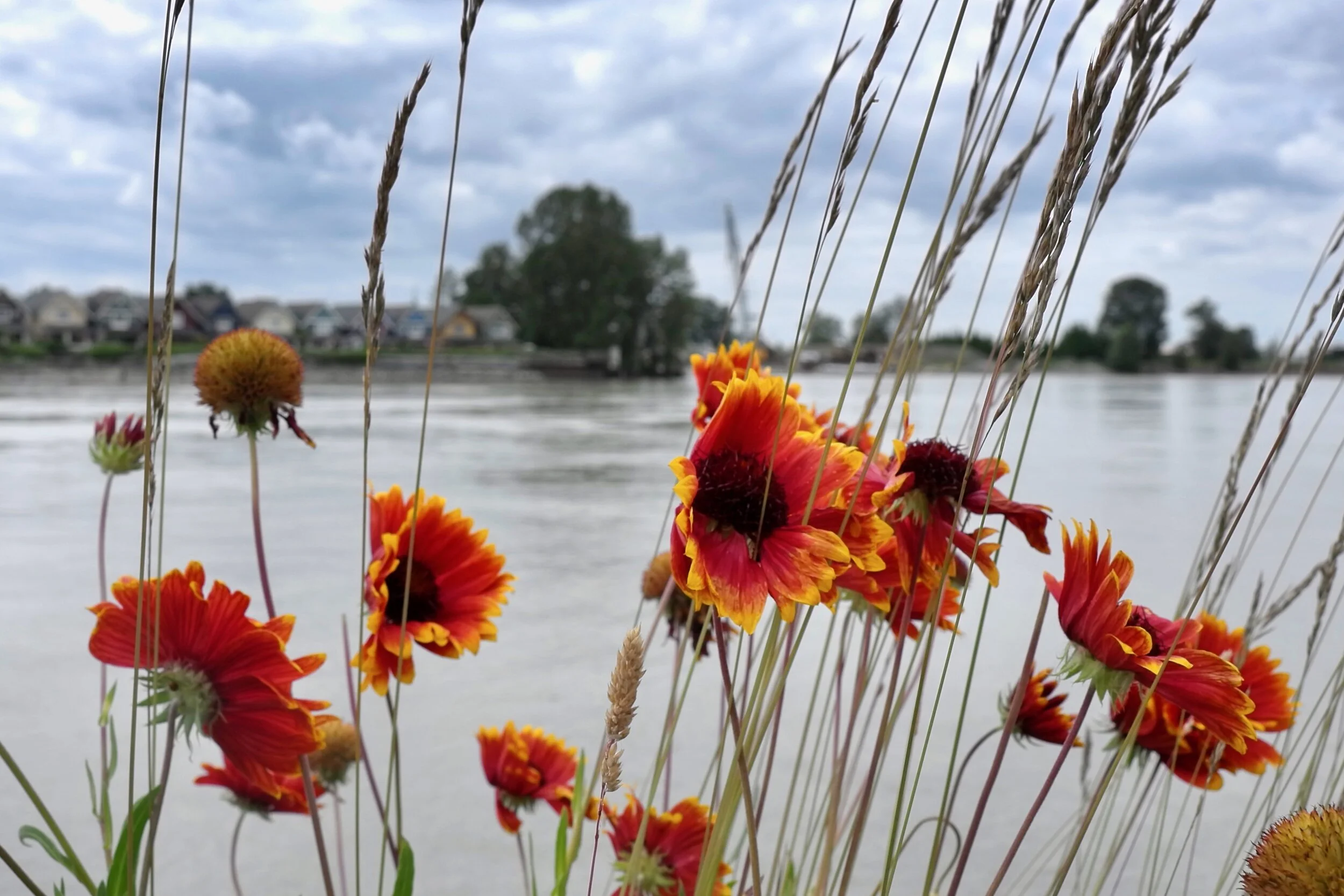 Fraser RiverClick for lightbox.