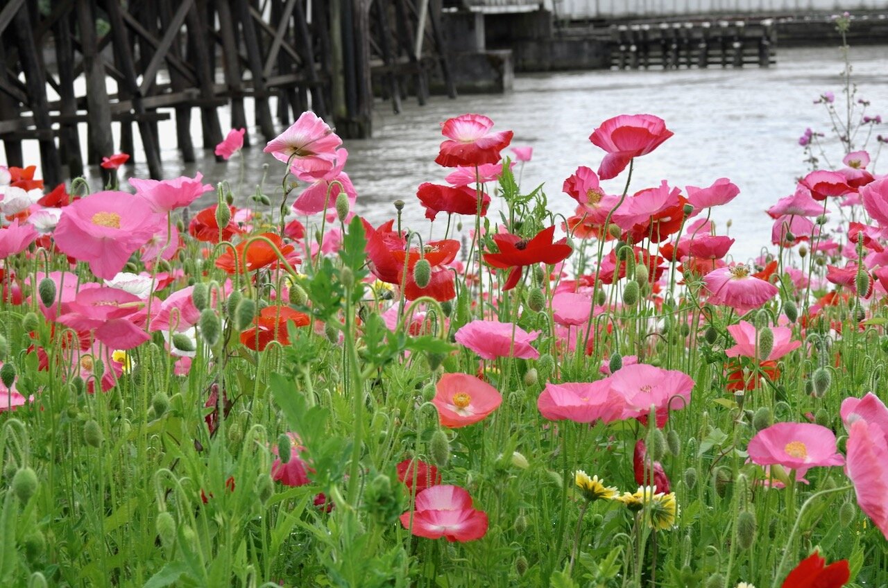 Wildflowers by the River.jpeg