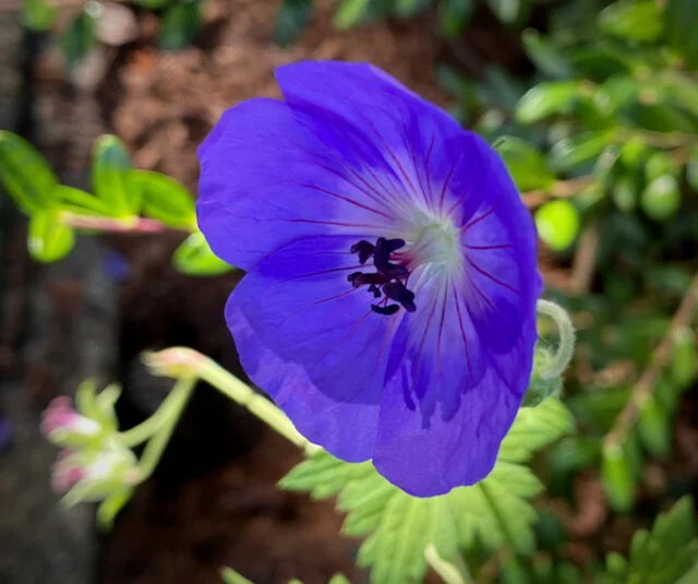 Morning glory backlit by summer sunlight.Who is the artist that designed this?Click image for lightbox.