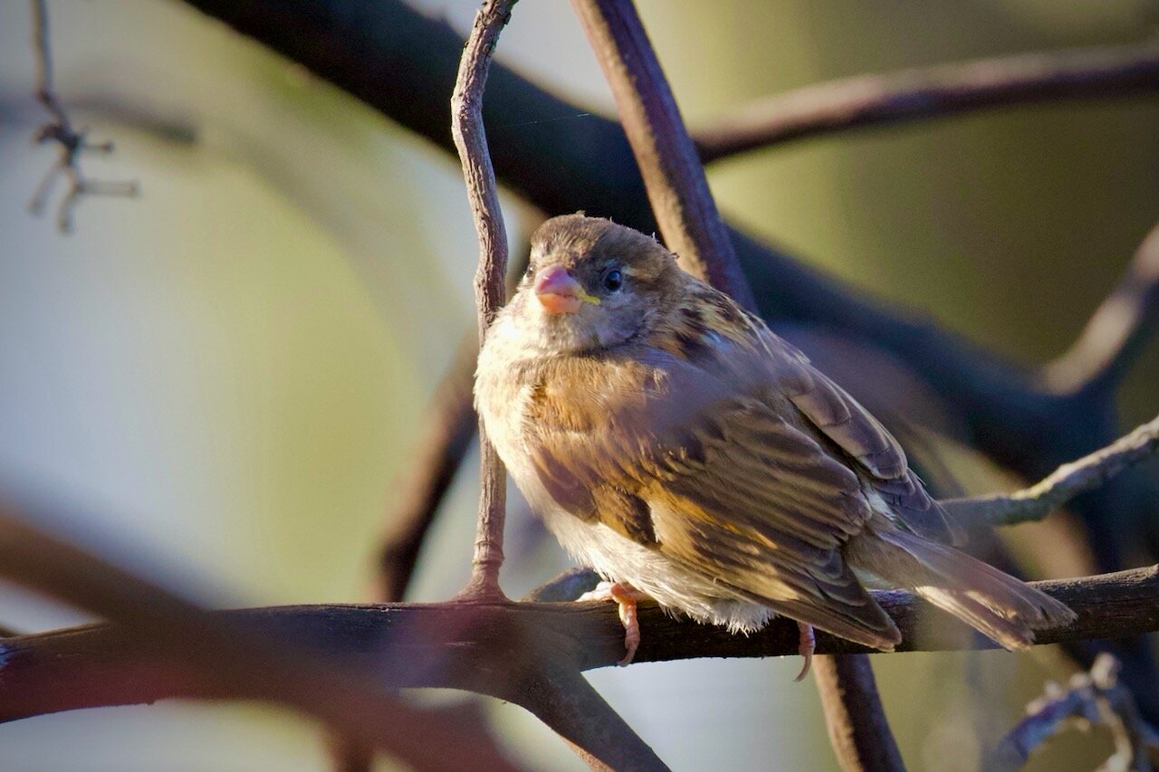 House Sparrow