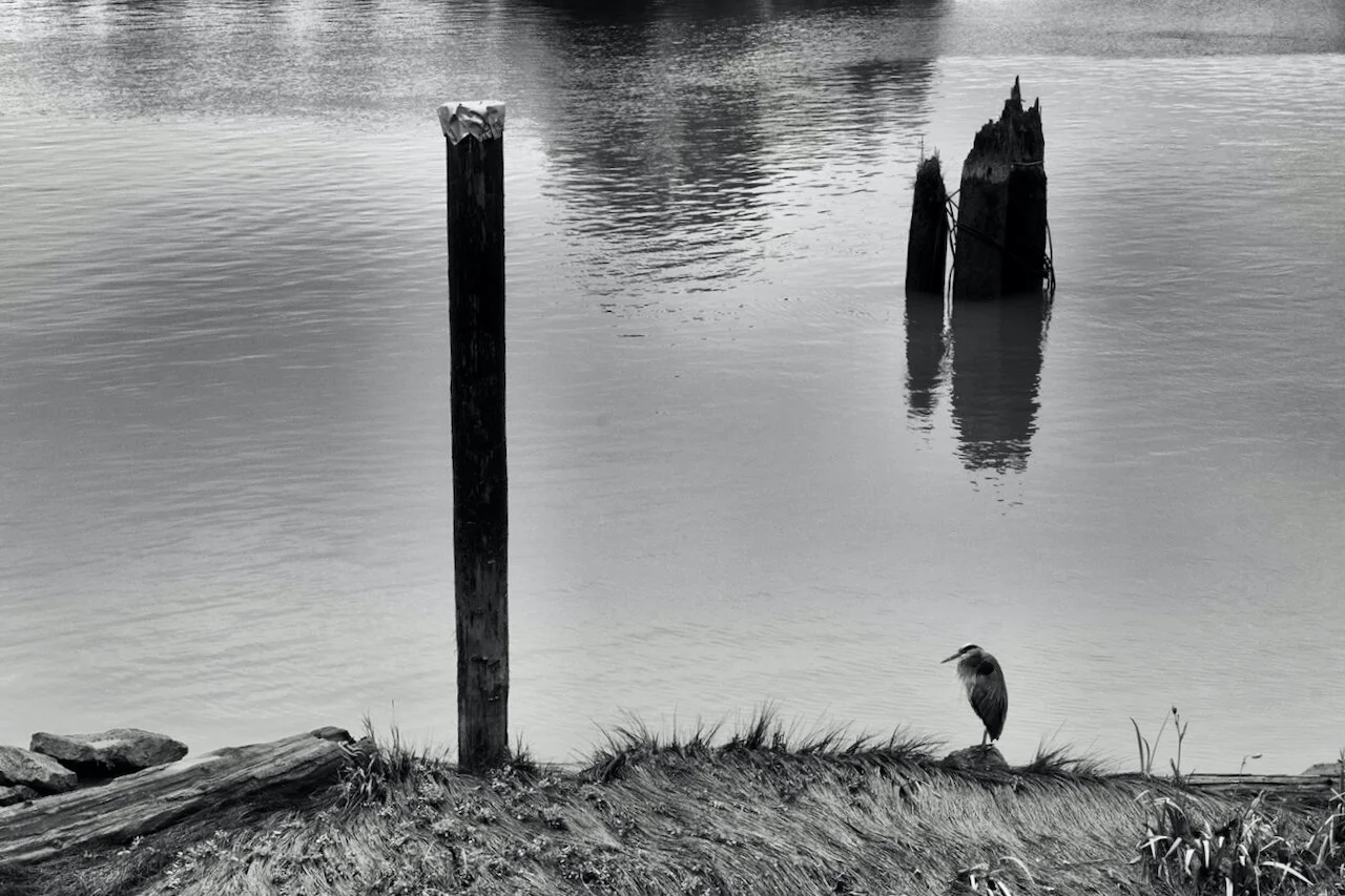 Great Blue Heron, Fraser River B.C.Click image for lightbox.