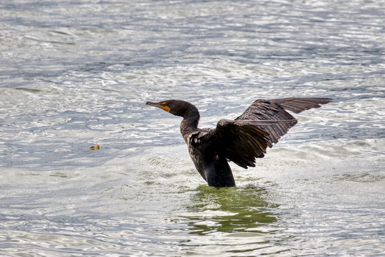 Double-crested cormorant in Fraser RiverClick image to lightbox.