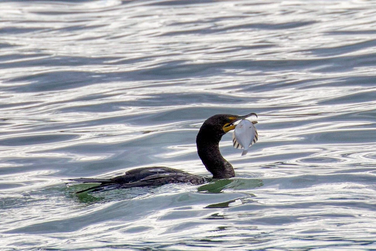 Double-crested Cormorant catches fish in Fraser RiverClick image for lightbox.