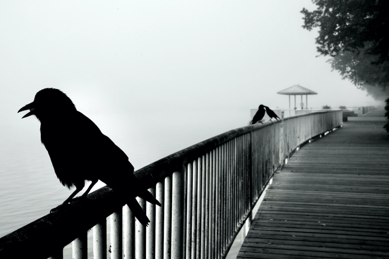 Crows and fog, New Westminster B.C.Click image for lightbox.
