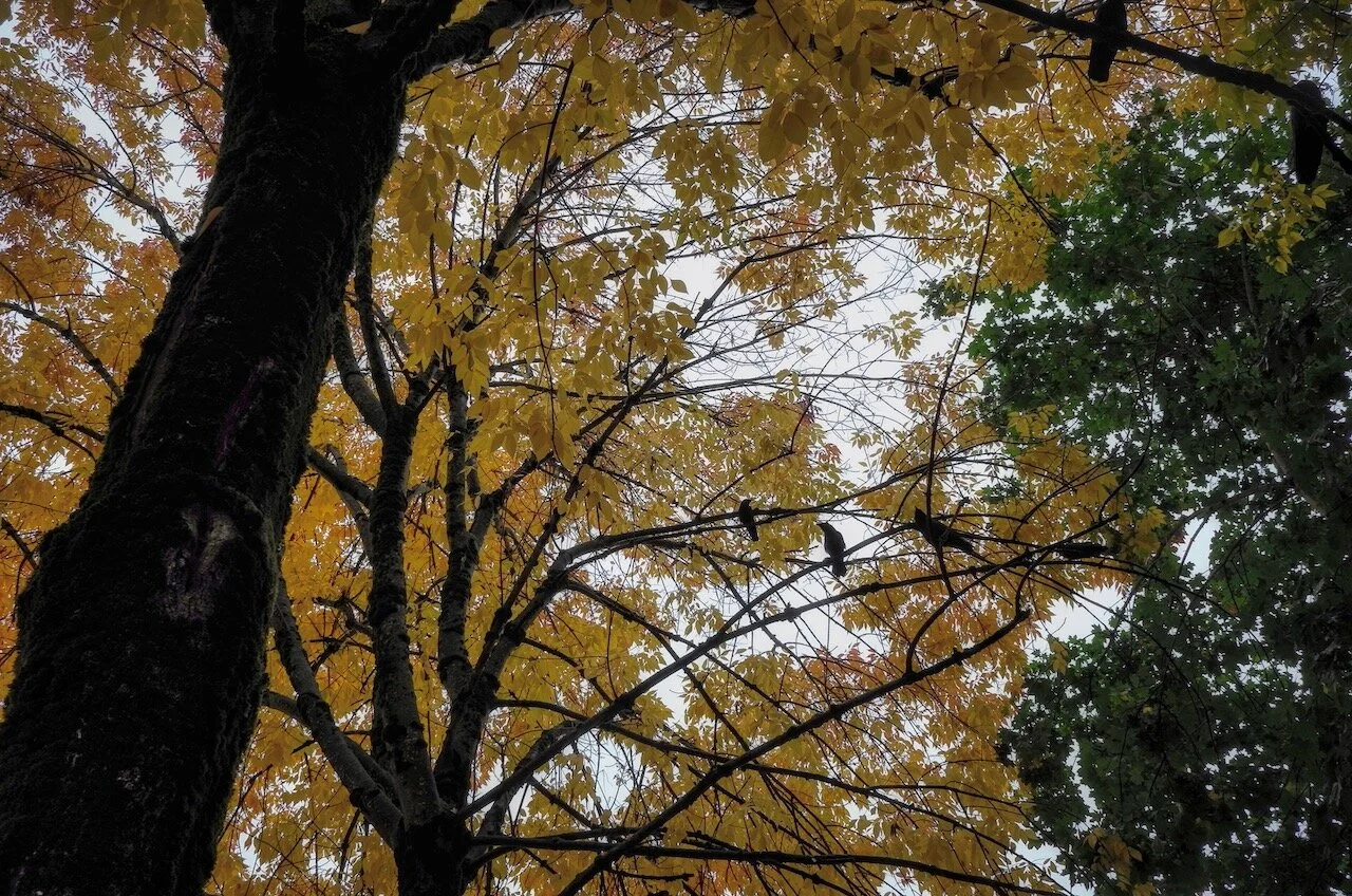 New Westminster B.C.Click image for lightbox.