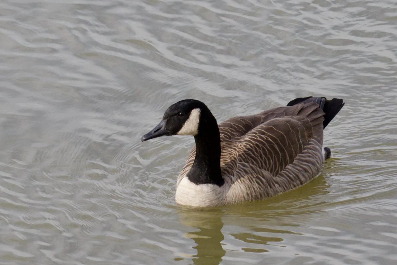 Canada Goose in Fraser River, March 8, 2021Click image for lightbox.