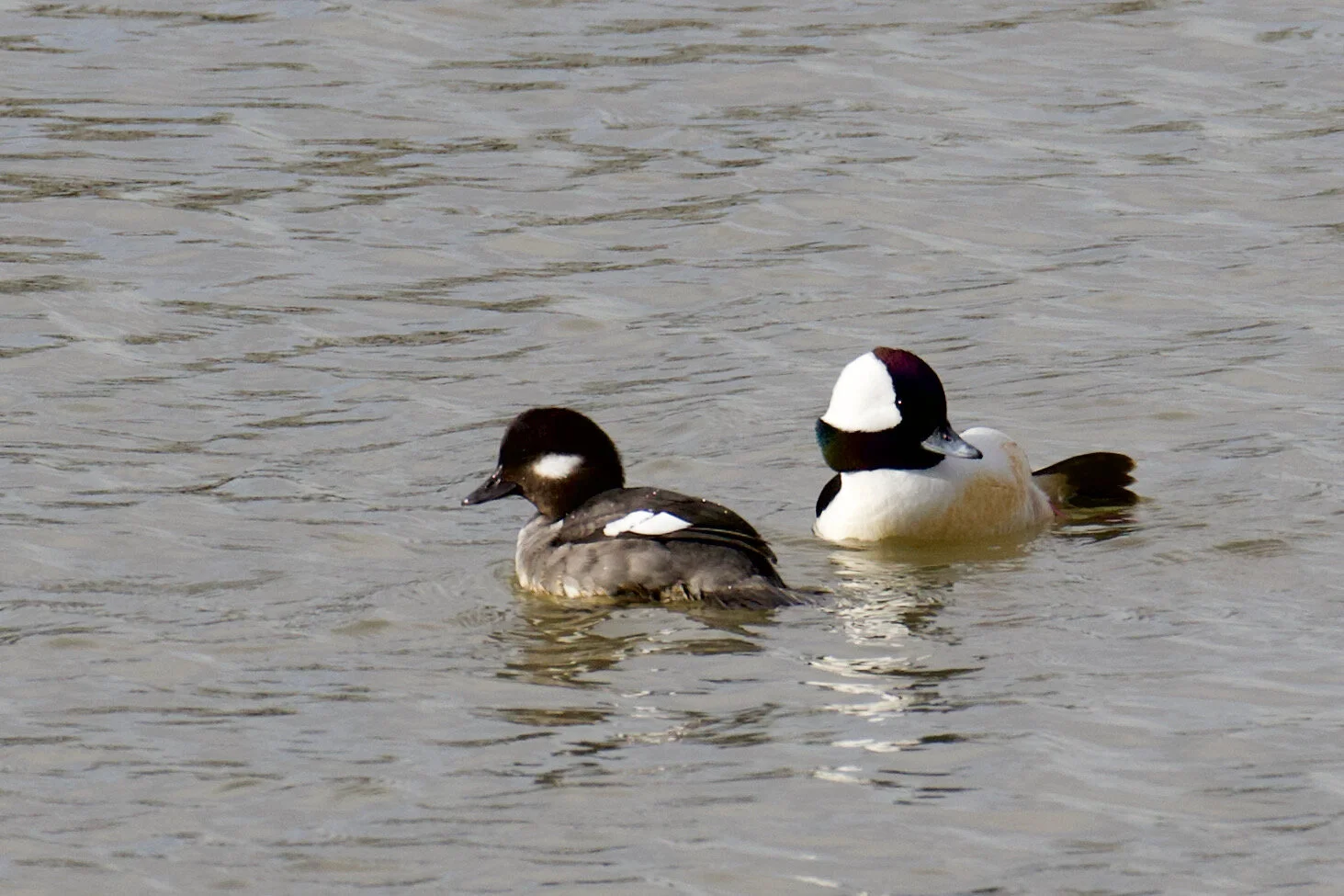 Mrs. and Mr. Bufflehead